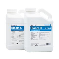 Athena-Bloom-AB-Web-Old