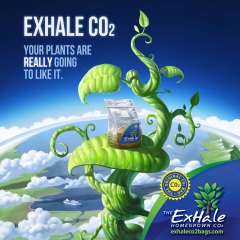 Exhale Beanstalk Illustration Social Asset