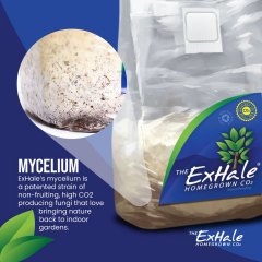 Exhale Mycelium Social Asset