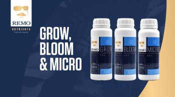 Remo-Grow-Bloom-Micro-Header-Mobile