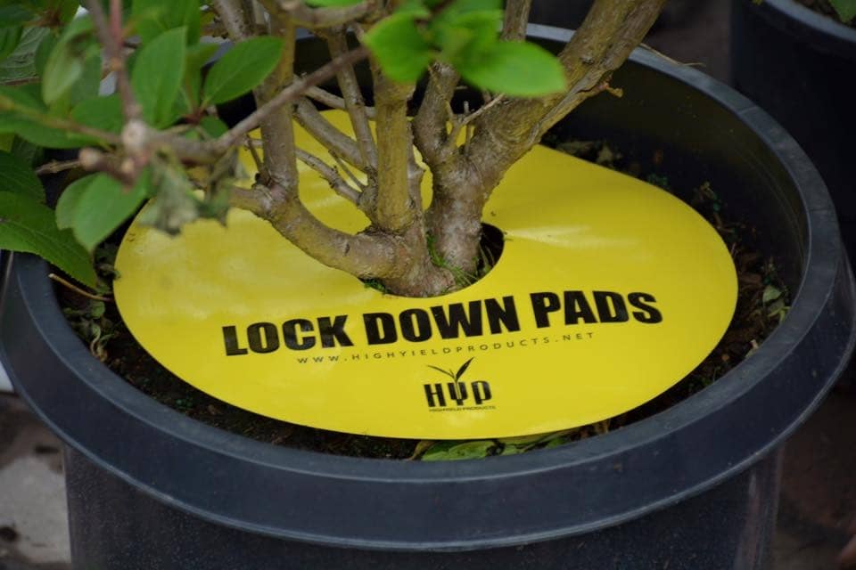 lockdown pad - plant pest control - tackling unwanted pests