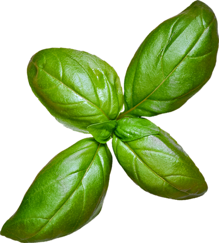 best things to grow hydroponics - basil