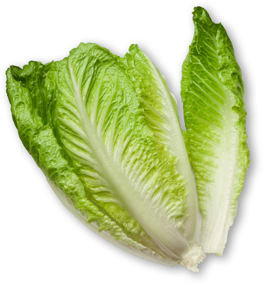 hydroponic vegetables, hydroponic - lettuce