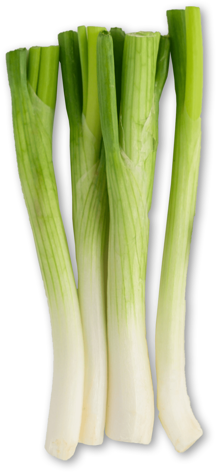 Top 10 hydroponic fruits & vegetables - spring onion, best things to grow hydroponics