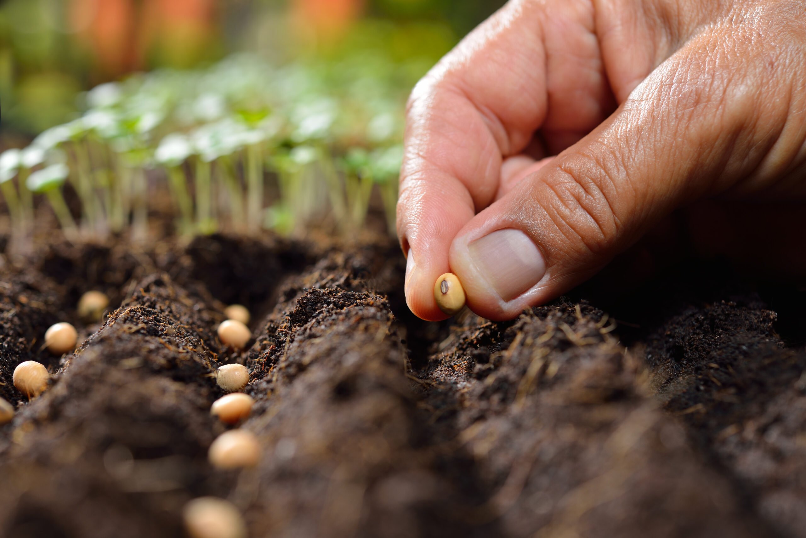soil nutrients plants growth roots leaves nitrogen raw soluble 