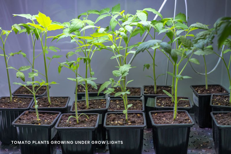 Sustainable-Growing-Environment-Tomato-Plants-Grow-Light