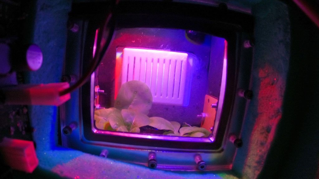 ExHale-In-Space-ExHale-Bag-Cubesat-with-Vegetables
